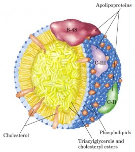 Cholesterol